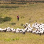Vallning av får, Livsmedelsproduktion, Munkmodellen